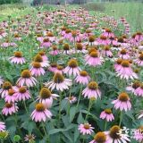 欢腾花海设计松果菊花海、白晶菊花海、向日葵花海、天人菊花海