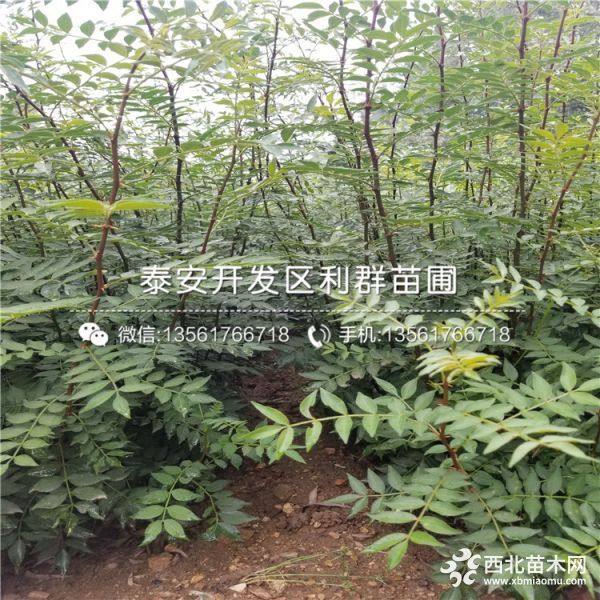 出售花椒树苗、花椒树苗价格多少、花椒树苗基地