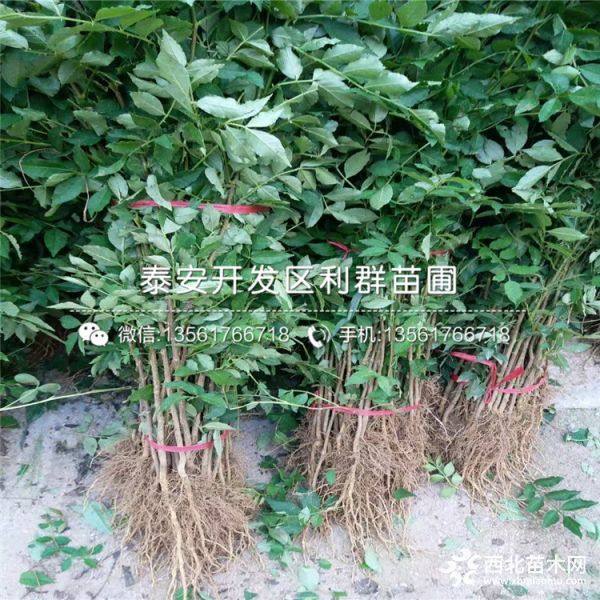 2019年花椒树苗 花椒树苗新品种 花椒树苗价格多少