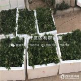 大红袍花椒树苗、大红袍花椒树苗什么价格