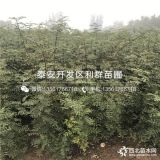 花椒苗批發(fā)價格 2019年花椒苗價格