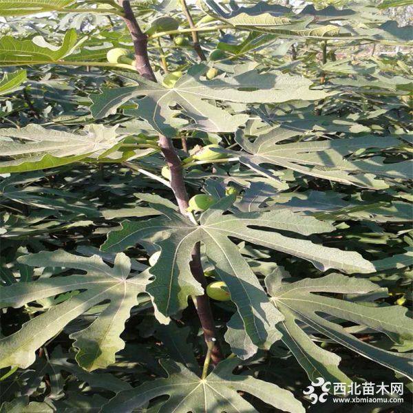 出售无花果苗基地、批发无花果苗价格、山东无花果苗