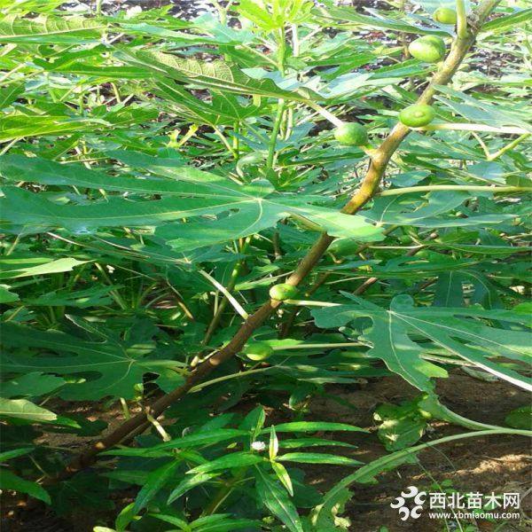 出售无花果苗基地、批发无花果苗价格、山东无花果苗