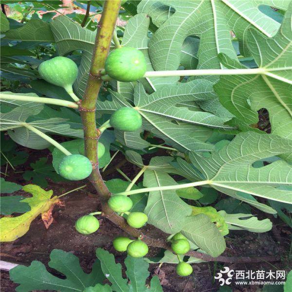 青皮无花果苗、新品种青皮无花果苗、青皮无花果苗基地