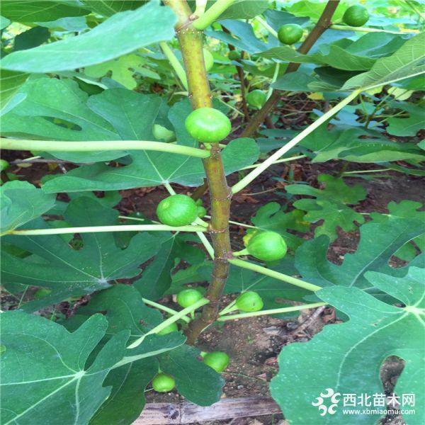 青皮无花果苗、新品种青皮无花果苗、青皮无花果苗基地