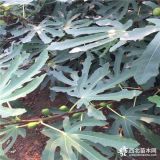 无花果苗、无花果苗价格、出售无花果苗