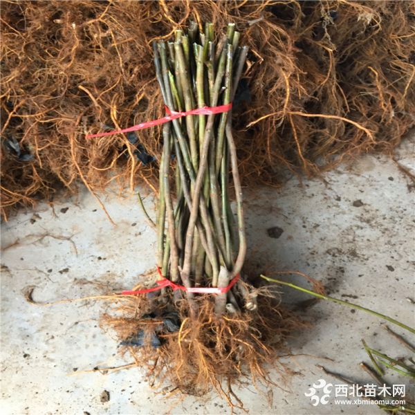 金傲芬无花果苗、金傲芬无花果苗价格