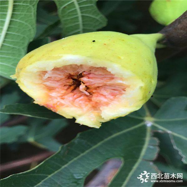 出售波姬红无花果树苗基地、波姬红无花果树苗价格是多少