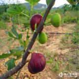 今年無花果苗什么價格、無花果苗出售基地