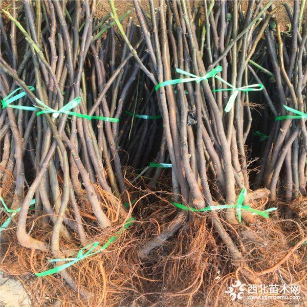 2019年无花果苗多少钱一棵、山东无花果苗基地