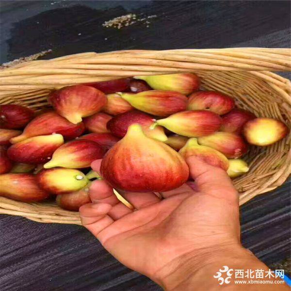 青皮无花果苗价格多少钱、青皮无花果树苗出售价格