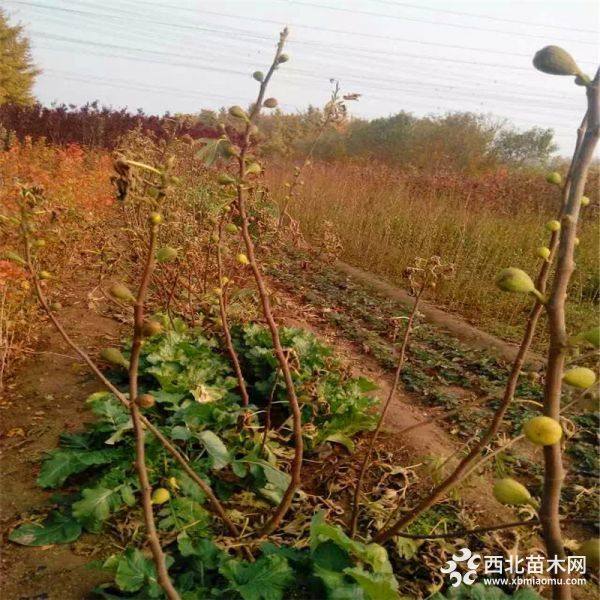 青皮无花果苗价格多少钱、青皮无花果树苗出售价格