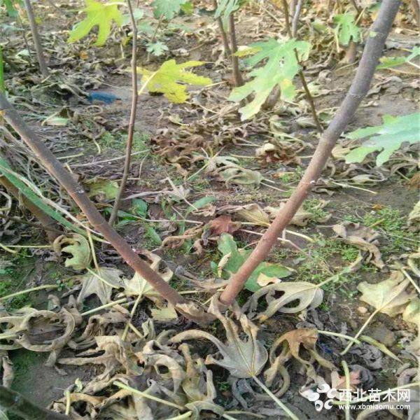 青皮无花果苗价格多少钱、青皮无花果树苗出售价格