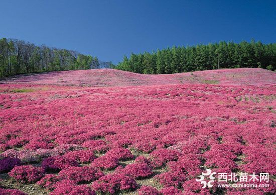 欢腾花海供应八宝景天花海蓝亚麻花海苗木假龙头基地价格