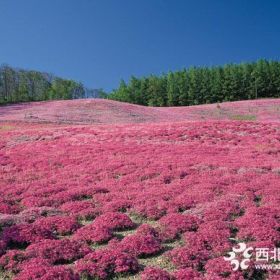 歡騰花海供應(yīng)八寶景天花海、藍亞麻花海苗木，假龍頭基地價格