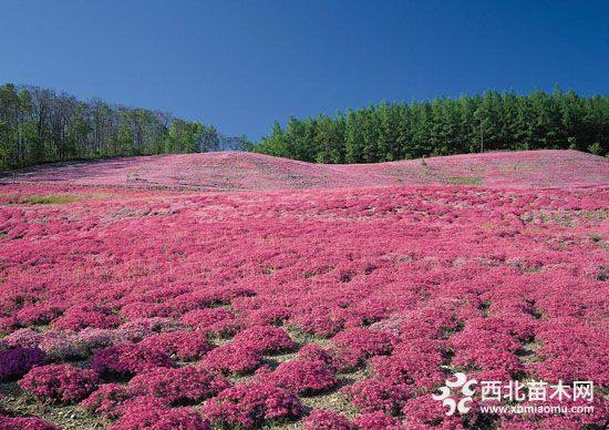 八寶景天 假龍頭