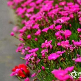 供應(yīng)歐石竹花海，五彩石竹花海，藍亞麻花海，歐石竹基地價格