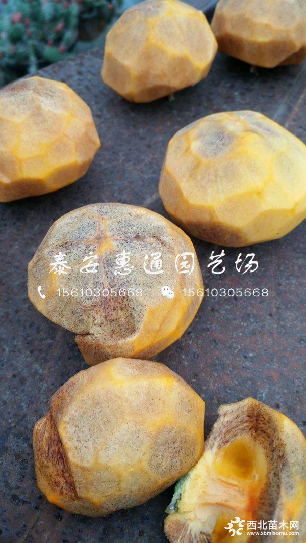 柿子樹(shù)苗