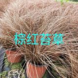 棕红苔草云南报价、棕红苔草图片