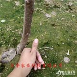 哪里出售5公分新品種蘋果樹苗，紅肉蘋果樹苗價(jià)格多少錢哪里有