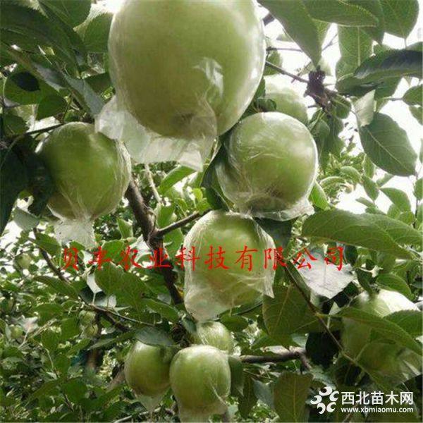 新品種蘋果樹(shù)苗