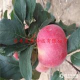 哪里批發(fā)3公分新品種蘋果樹(shù)苗，紅星蘋果苗哪里有賣的多少錢