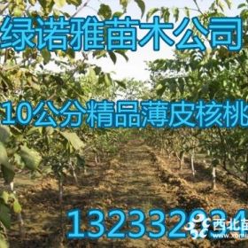 供应占地核桃树-8公分占地核桃树，10公分占地核桃树，12公分占地核桃树