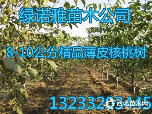 15公分核桃树