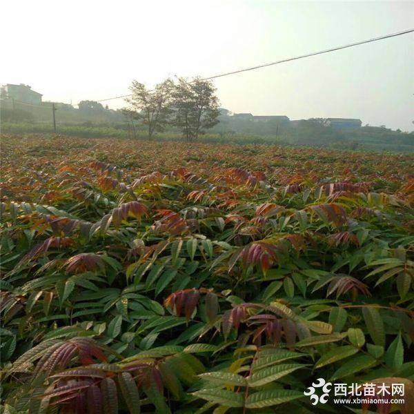 哪里有香椿苗、香椿苗多少钱、香椿苗基地