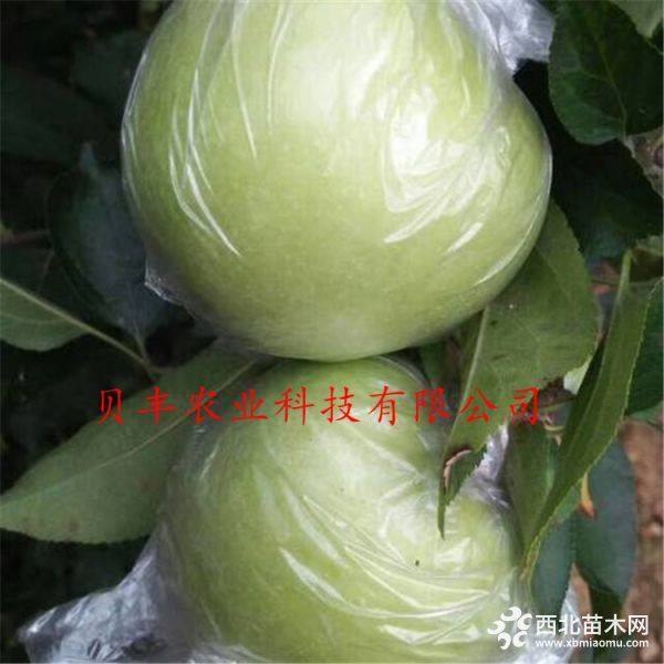 早熟蘋(píng)果樹(shù)苗