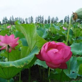 供应水生植物荷花、睡莲、碗莲、水葱、再力花、水生花叶芒