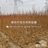 批发水蜜桃树苗；水蜜桃树苗新品种；水蜜桃树苗价格多少