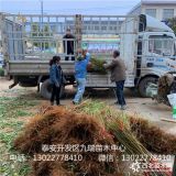 映霜紅桃樹苗價(jià)格、映霜紅桃樹苗繁育基地