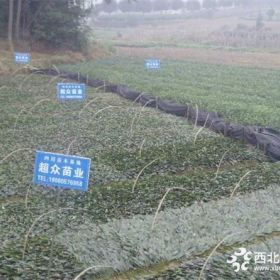 一年生35公分高重庆市江津茶苗