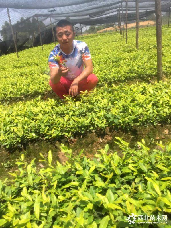 重庆市忠县茶苗