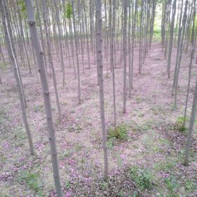 甘肃庆阳香花槐供应