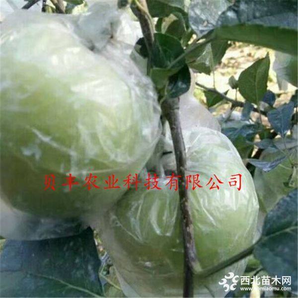 鲁丽苹果树苗