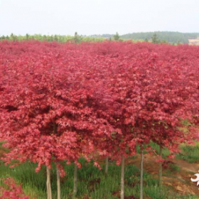 供應(yīng)常年紅楓、中國(guó)紅楓。美國(guó)紅楓