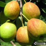 新梨七號(hào)梨樹(shù)苗價(jià)格多少 新梨七號(hào)梨樹(shù)苗簡(jiǎn)介