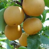 秋月梨樹(shù)苗價(jià)格多少哪里有秋月梨樹(shù)苗