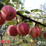 早酥紅梨樹苗簡介早酥紅梨樹苗的價(jià)格多少