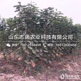 樱桃树苗 俄罗斯八号樱桃树苗 俄罗斯八号樱桃树苗价格