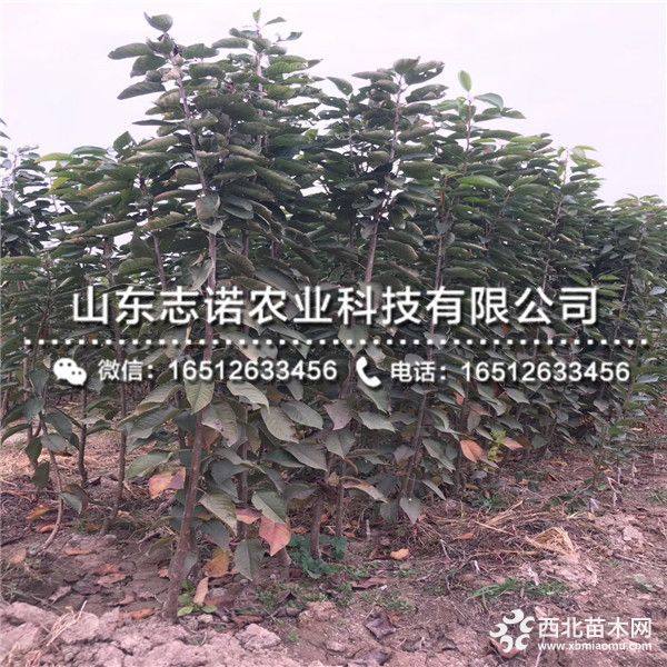 爱妃苹果树苗