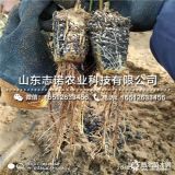 美早大樱桃树苗、3公分美早大樱桃树苗、4公分大樱桃树苗价格