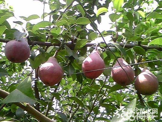 意大利黑梨樹(shù)苗