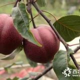 全紅梨樹(shù)苗價(jià)格多少奧宏一號(hào)全紅梨苗價(jià)格