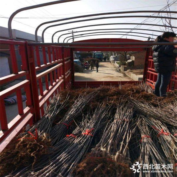 苹果苗、苹果苗价格、苹果苗基地