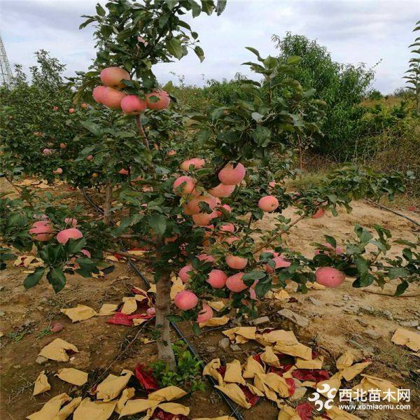 出售苹果苗基地、苹果苗出售批发