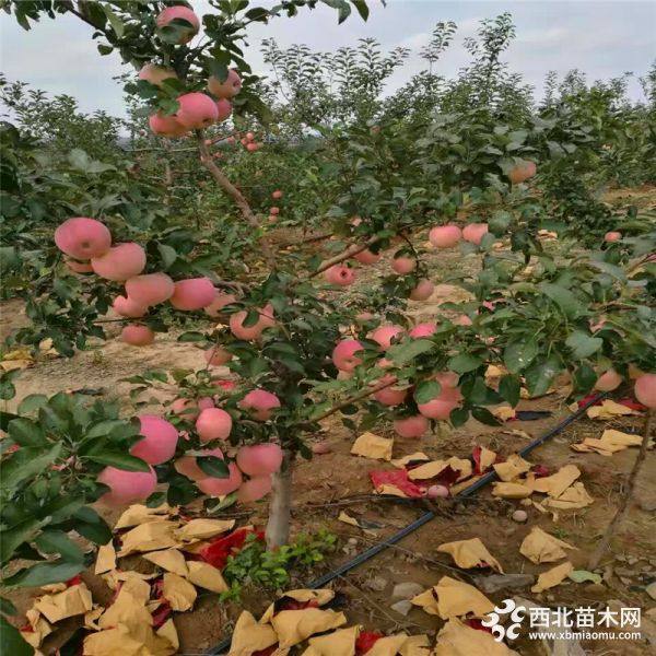 出售苹果苗基地、苹果苗出售批发