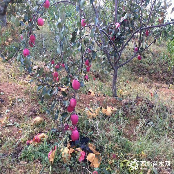 出售华硕苹果苗、华硕苹果苗什么价格、华硕苹果苗基地